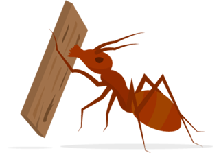 Termite eating a piece of wood